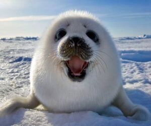 Top 10 Arctic Species And The Facts You Should Know About Them