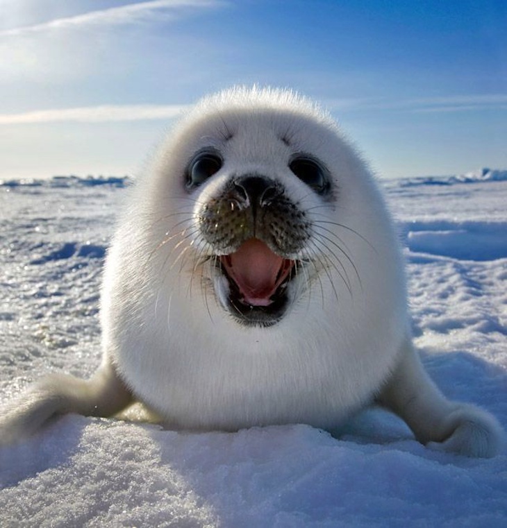 10 Arctic Species and the facts you should know about them | Top Inspired