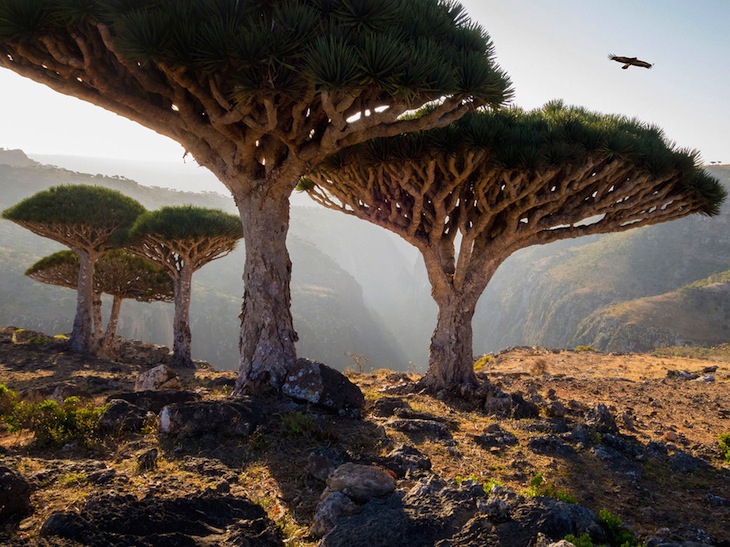 top-10-socotra