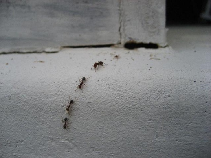 trail-of-ants