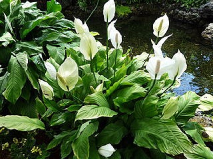 1-Peace-Lily-Spathiphyllum-Air-Detoxifying-Plants