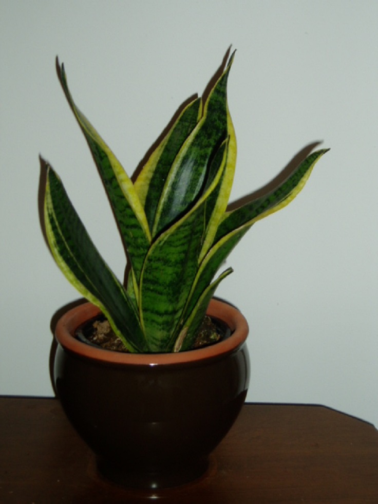 10-Mother-in-Laws-Tongue-Sansevieria-Laurentii-Air-Detoxifying-Plants