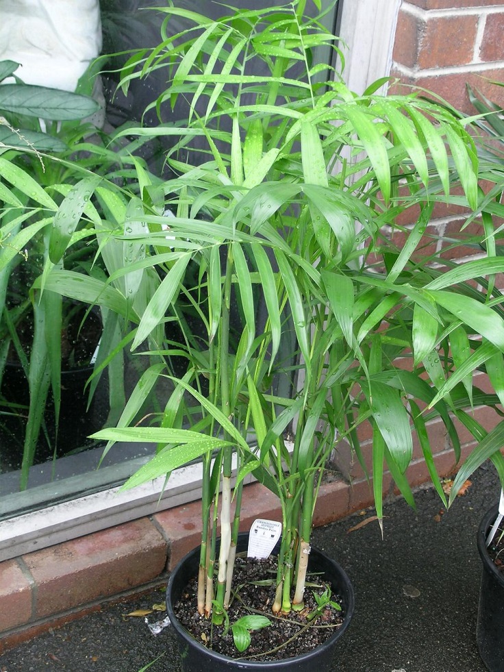 2-Bamboo-Palm-Chamaedorea-Seifrizii-Air-Detoxifying-Plants