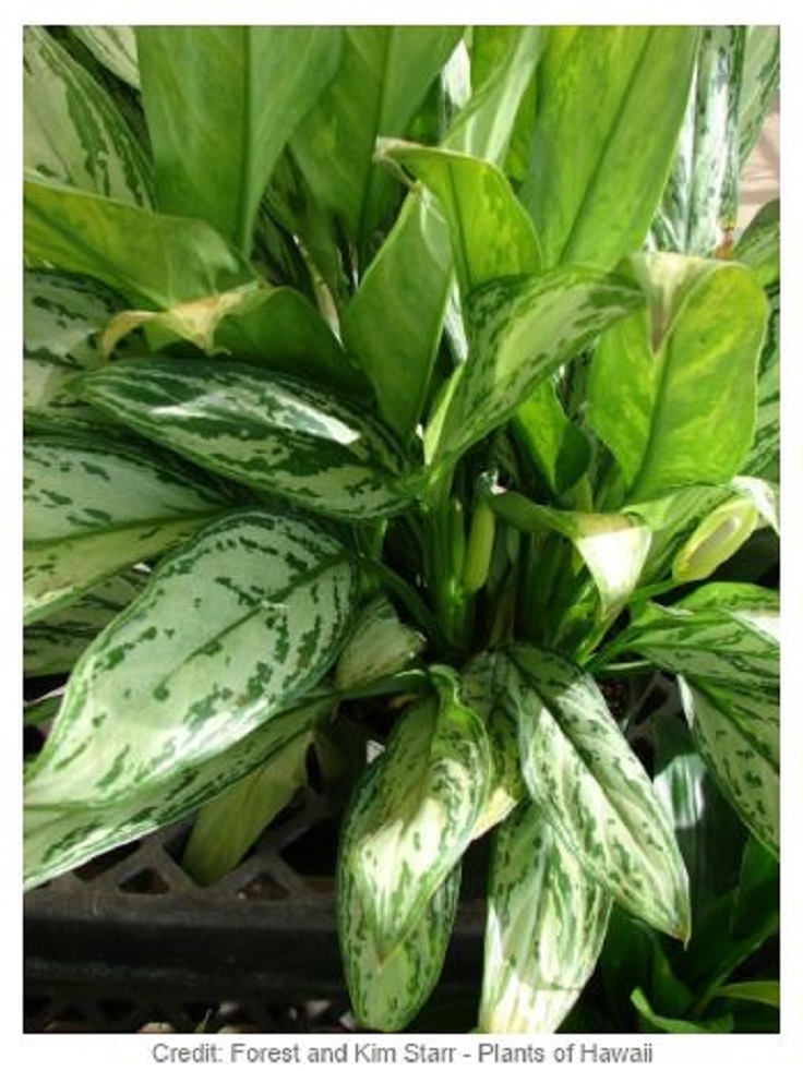 3-Chinese-Evergreen-Aglaonema-Modestum-Air-Detoxifying-Plants