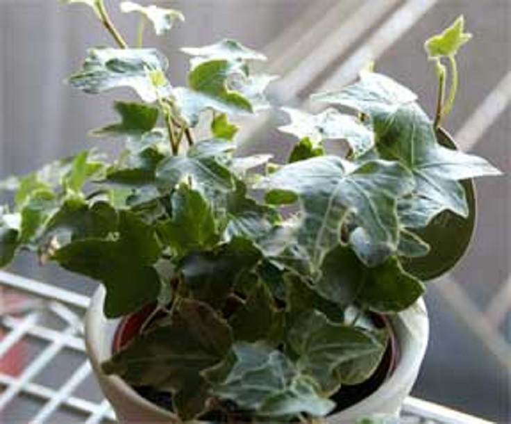 4-English-Ivy-Hedera-Helix-Air-Detoxifying-Plants