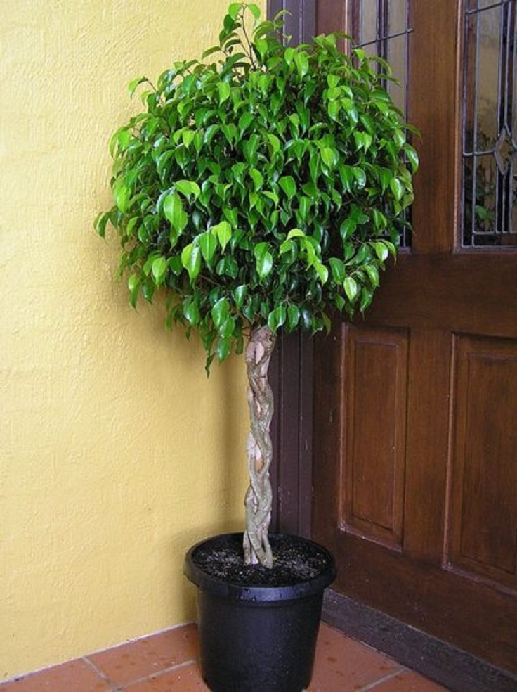 5-Ficus-Ficus-Benjamina-Air-Detoxifying-Plants