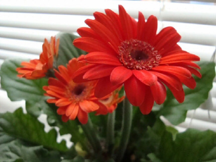 6-Gerber-Daisy-Gerbera-Jamesonii-Air-Detoxifying-Plants