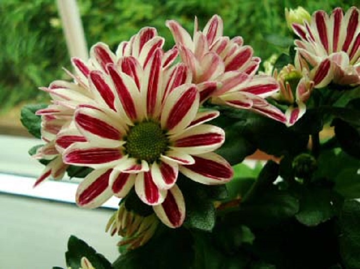 8-Pot-Mum-Chrysantheium-morifolium-Air-Detoxifying-Plants