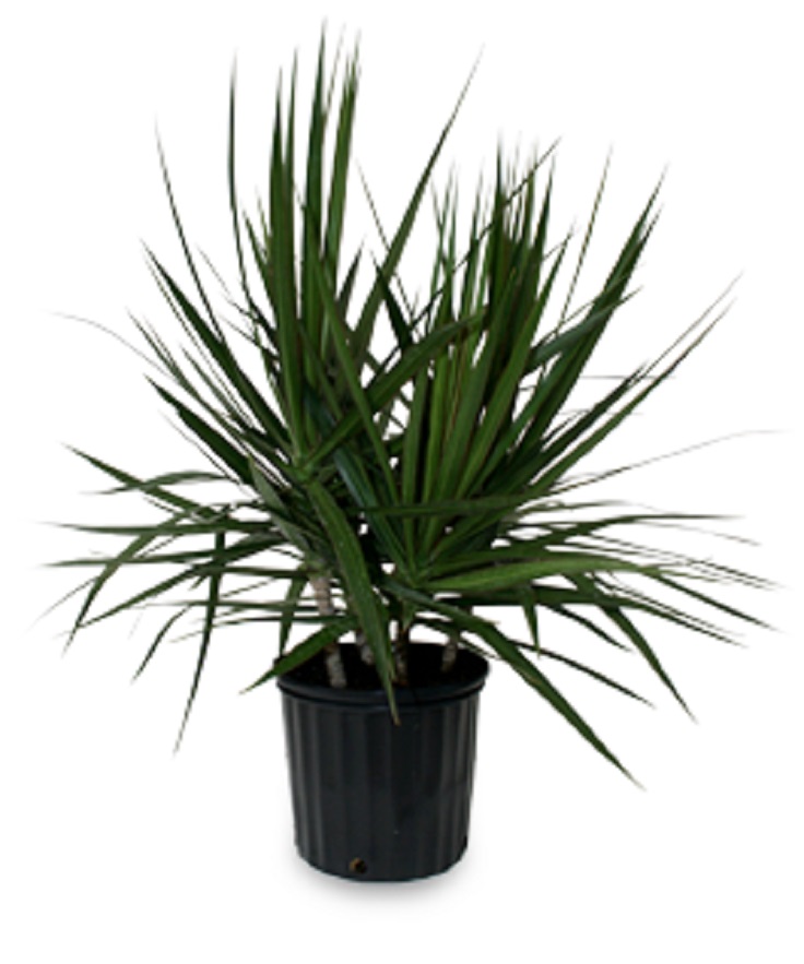 9-Marginata-Dracaena-Marginata-Air-Detoxifying-Plants