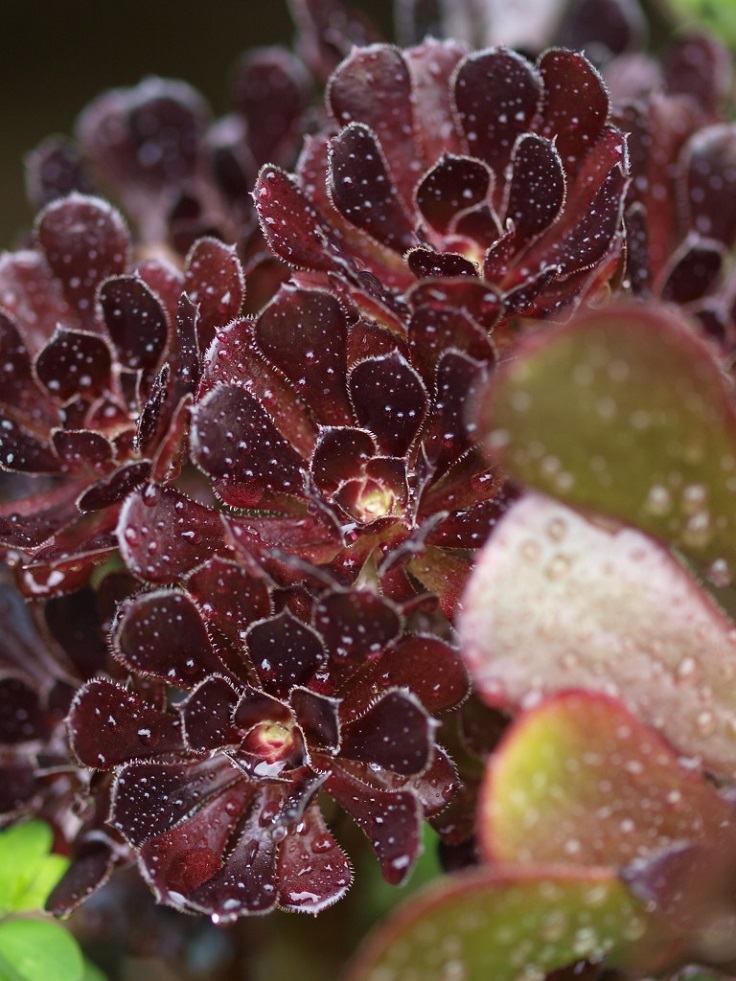 Aeonium-Zwartkop