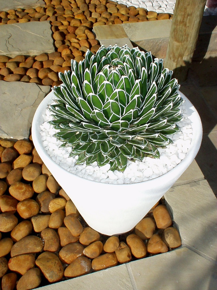 Agave-victoria-reginae