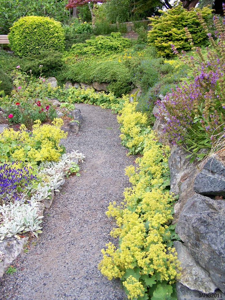 Alpine-Lady-s-Mantle