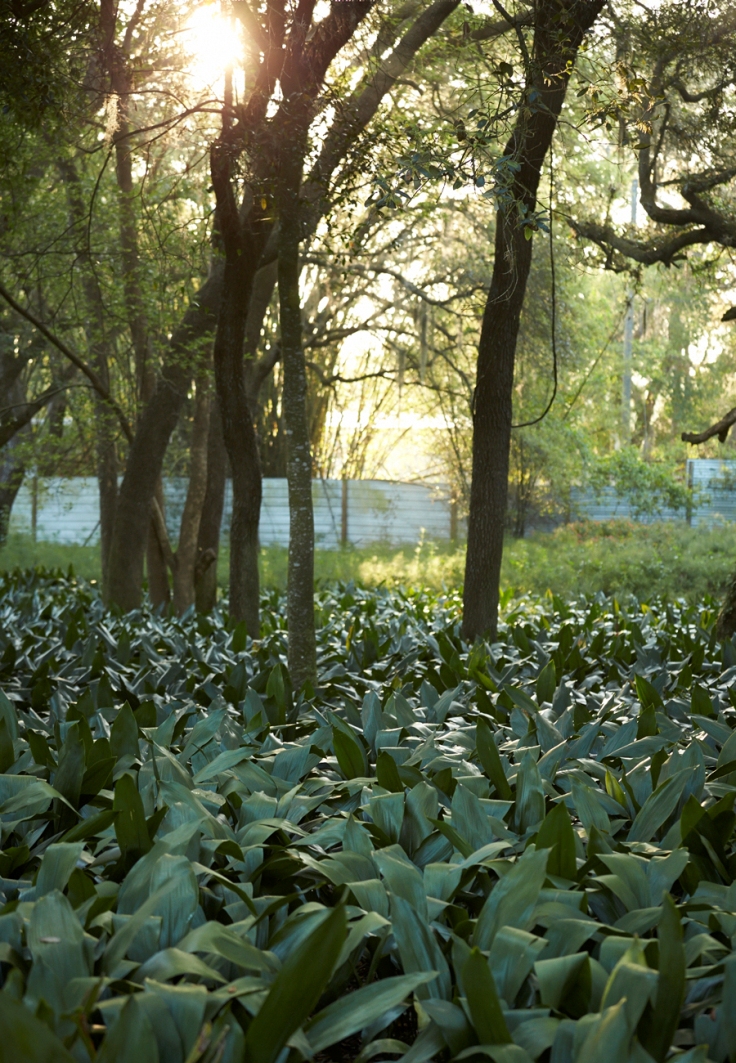 Aspidistra