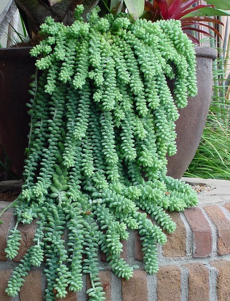 Burros-Tail