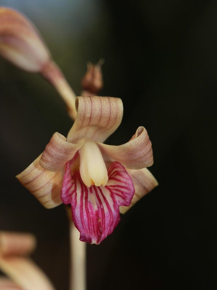 Coleman-s-coralroot