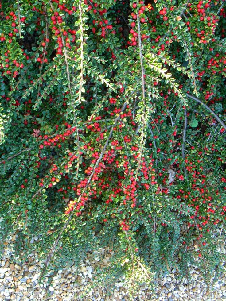 Cotoneaster