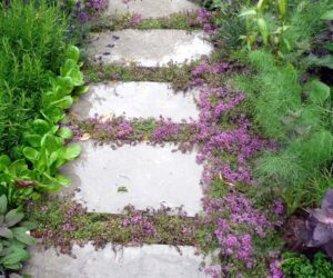 Top 10 Plants and Ground Cover for Your Paths and Walkways