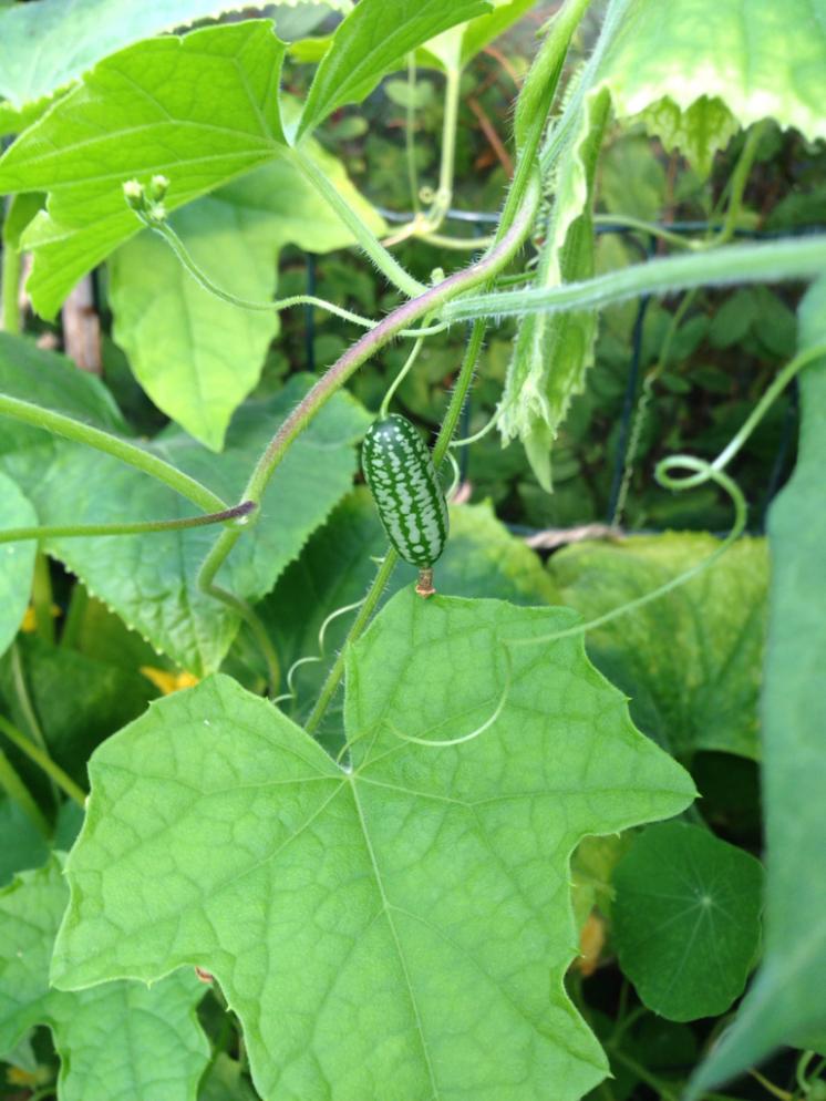 Cucamelons-are-drought-resistant