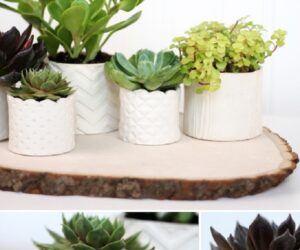 TOP 10 Fun DIY Projects with Succulent Plants