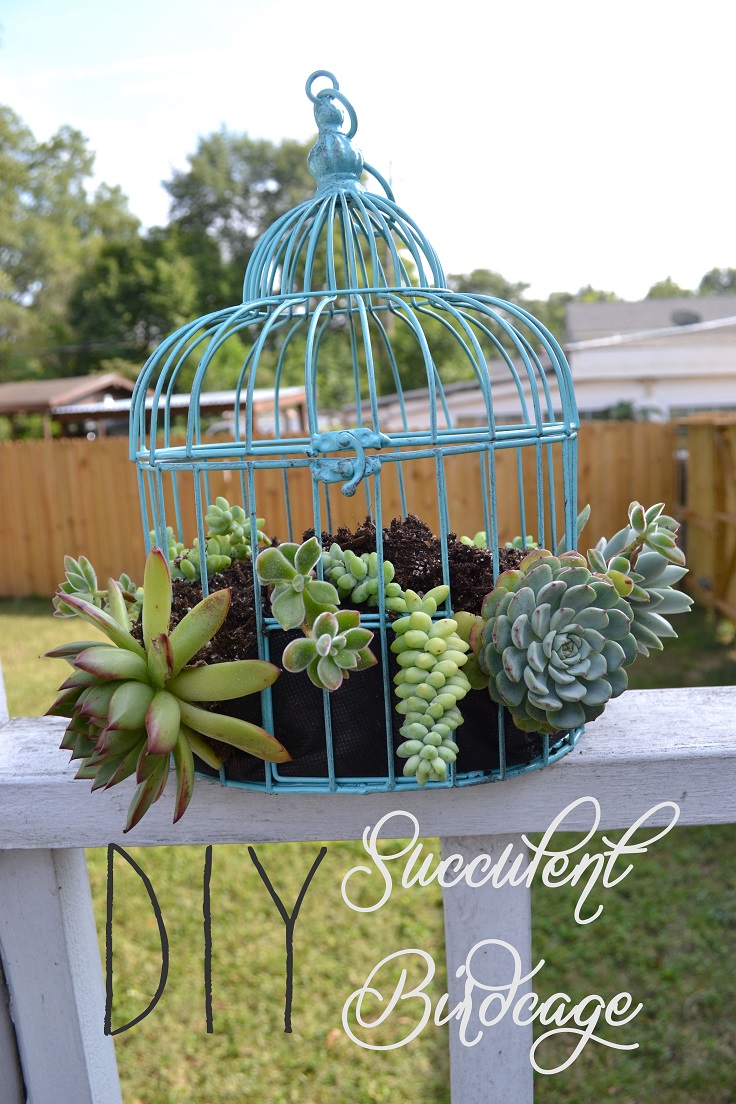 DIY-Succulent-Birdcage