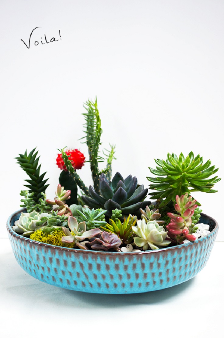 DIY-Succulent-Garden