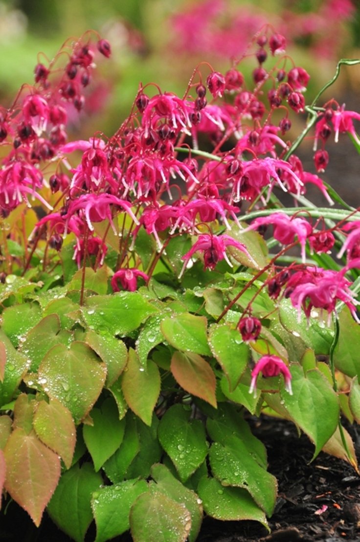 Epimedium