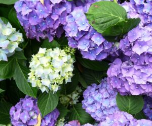 Top 10 Tips on How to Plant, Grow & Care for Hydrangeas