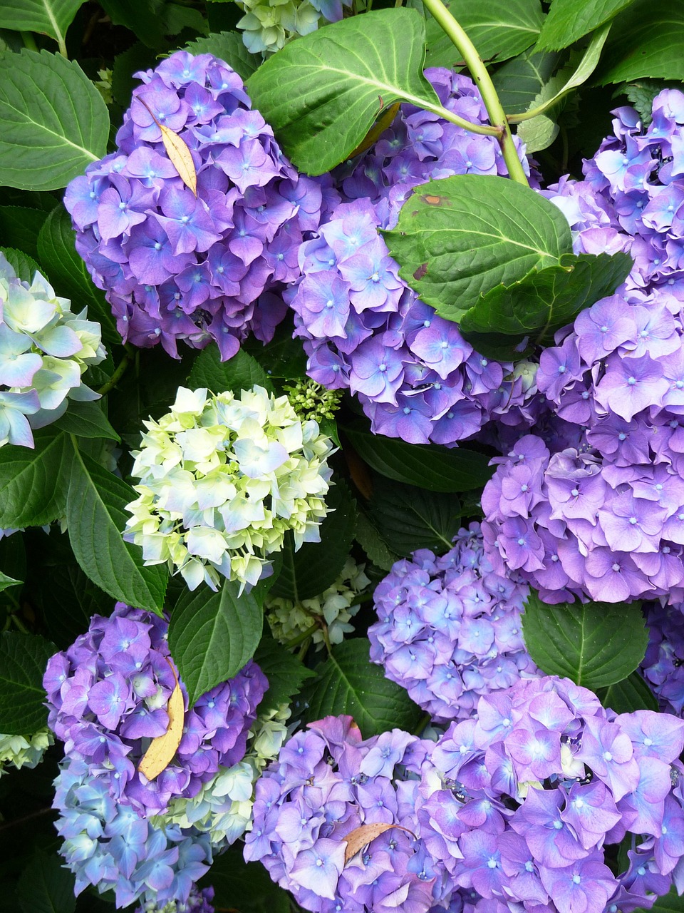 TOP 10 Tips on How to Plant, Grow and Care for Hydrangeas | Top Inspired