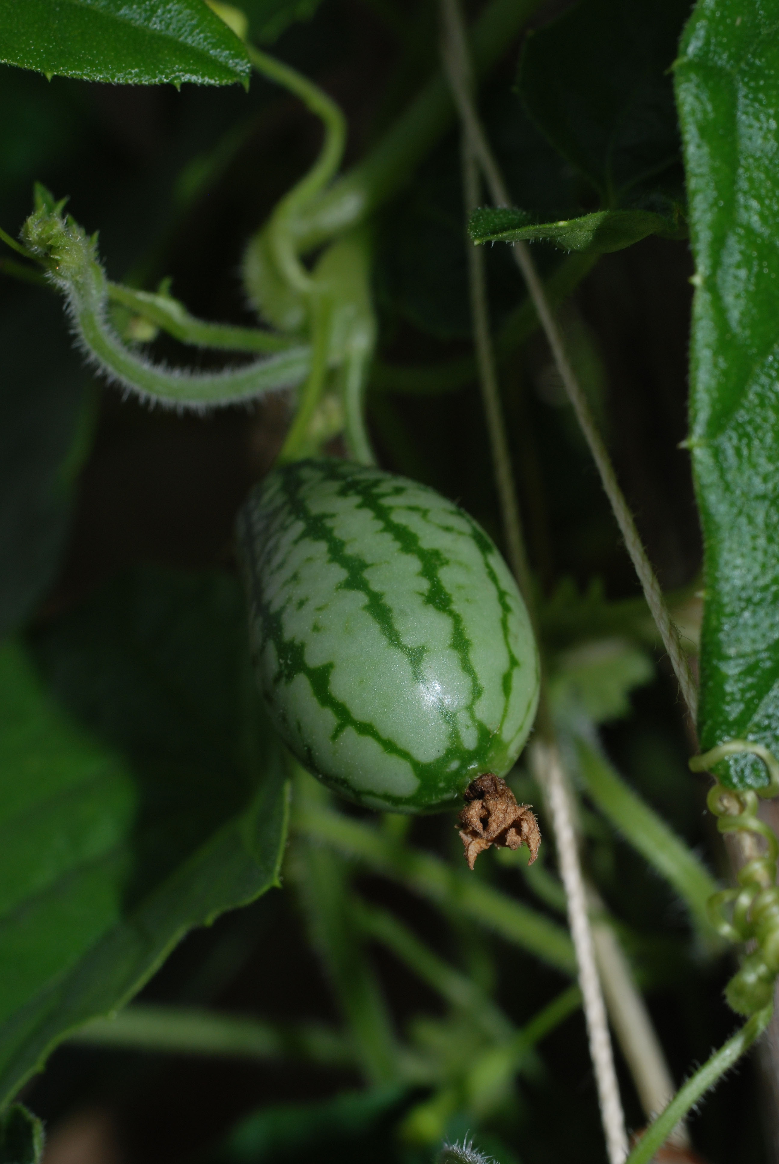 For-some-strange-reason-pests-ignore-cucamelons