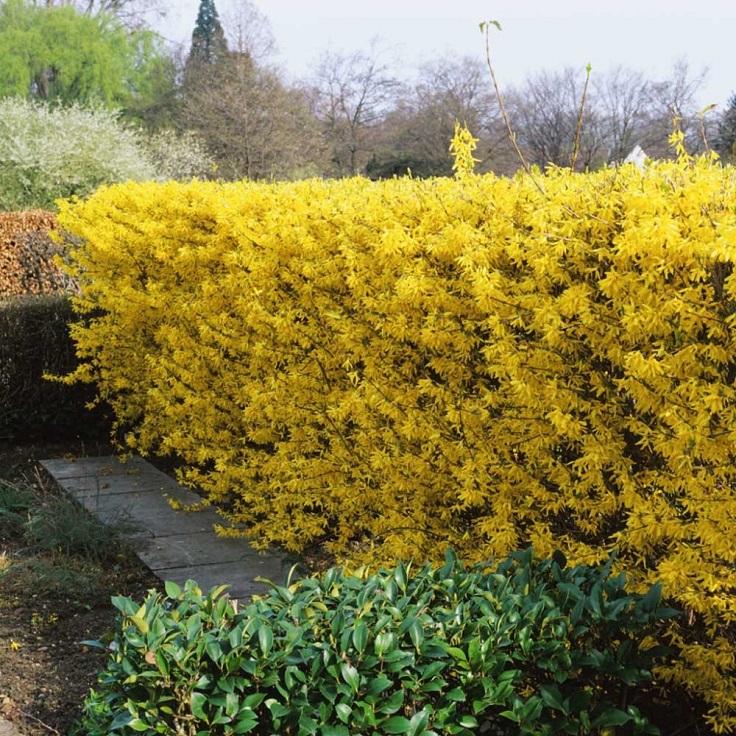 Forsythia