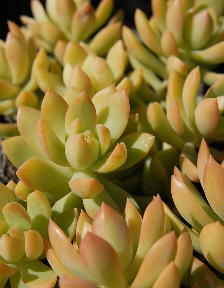 Golden-Sedum