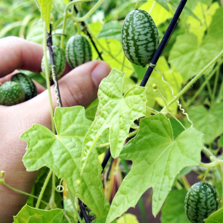 Harvest-when-they-are-the-size-of-a-grape