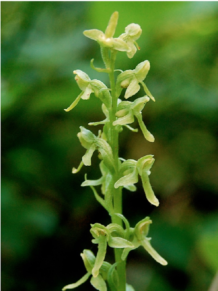 Hawaii-bog-orchid