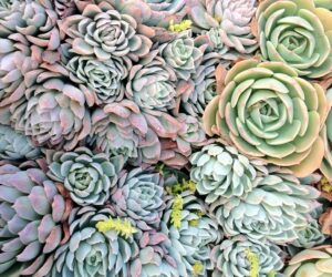 Top 10  Stylish Succulents for Your Home Garden