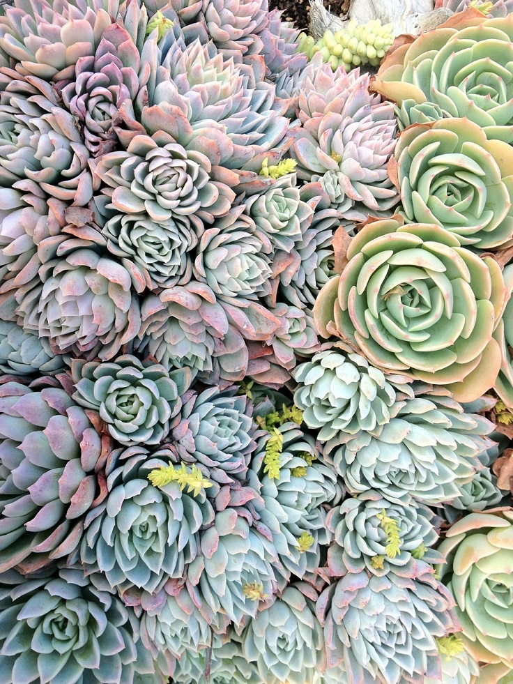 TOP 10  Stylish Succulents for Your Home Garden | Top Inspired