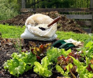 Top 10 Things to Know About Home Composting