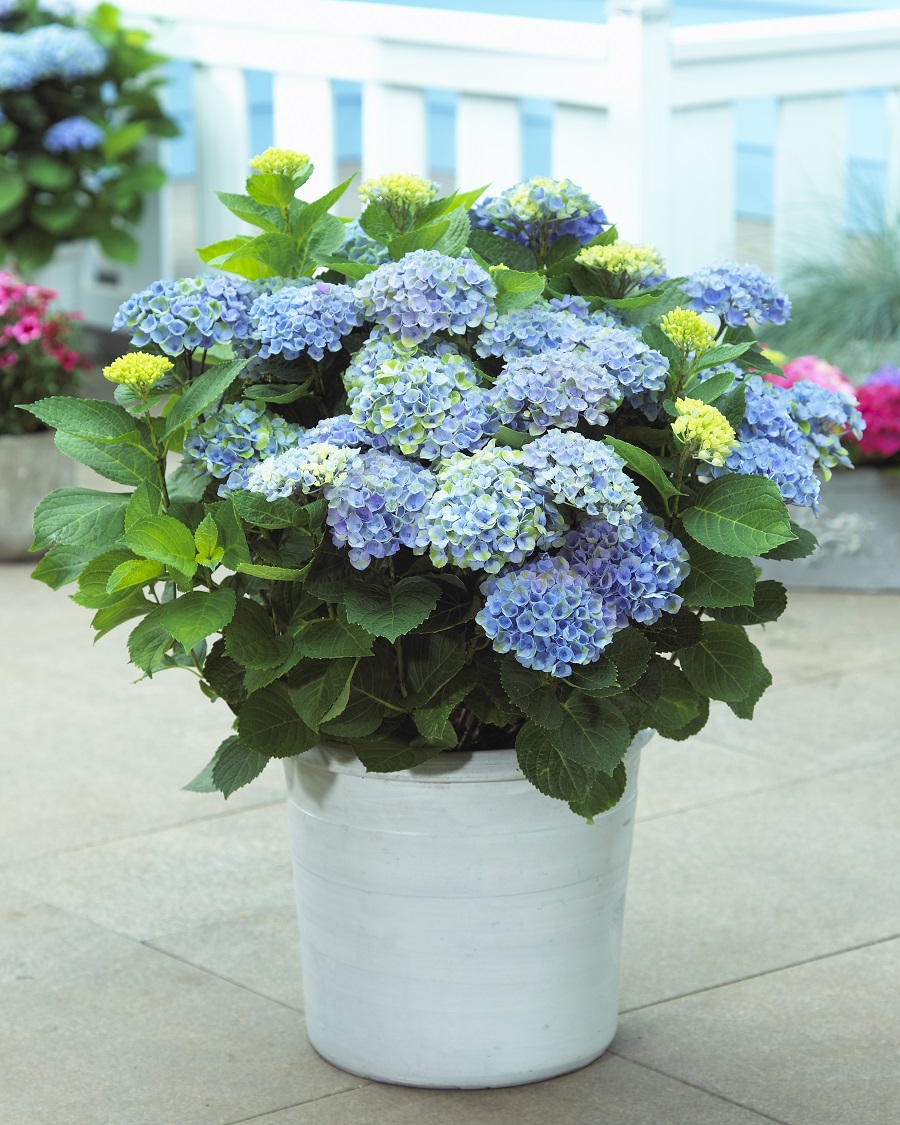 Hydrangeas-in-Containers