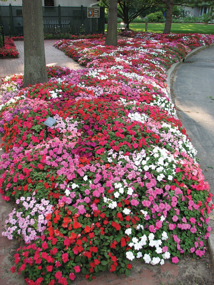 Impatiens