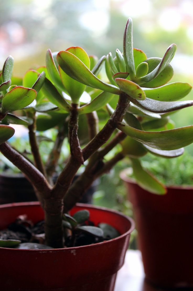 Jade-Plant