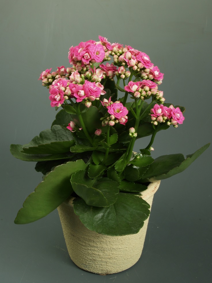 Kalanchoe-blossfeldiana