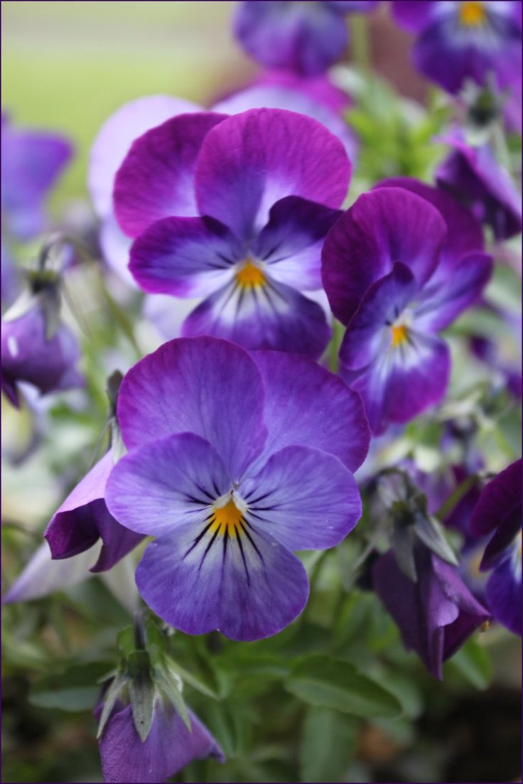 Pansies