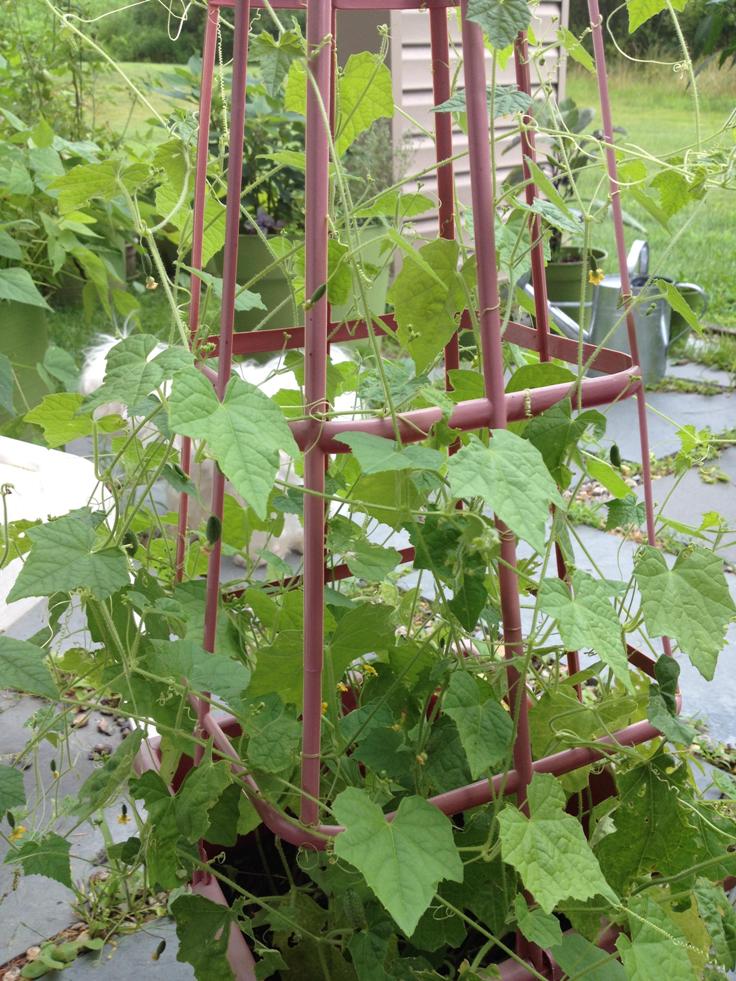 Provide-a-trellis-or-wire-for-your-vines