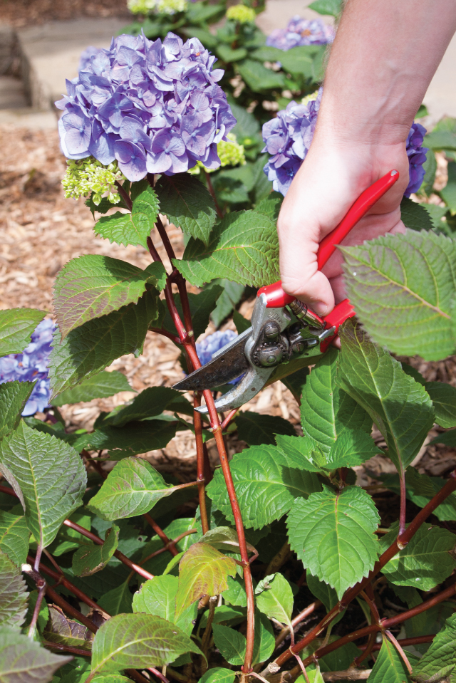 Pruning