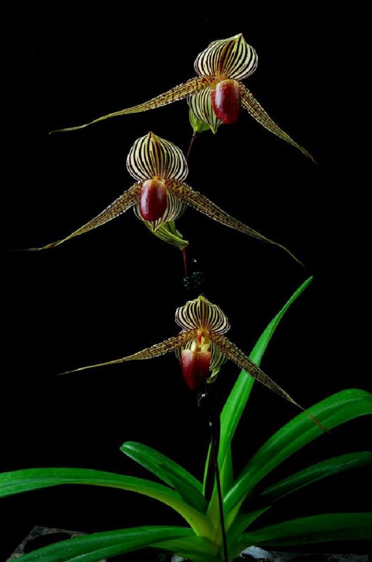 Rothschilds-Slipper-Orchid