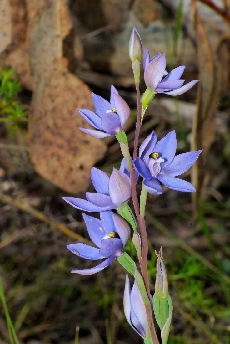 Sky-Blue-Sun-Orchid