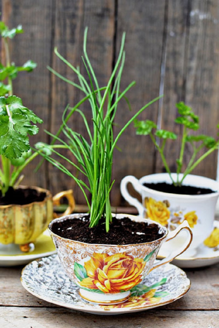 Teacup-Eco-Friendly-Herb-Pots