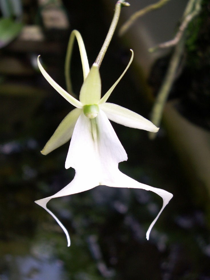 The-Ghost-Orchid