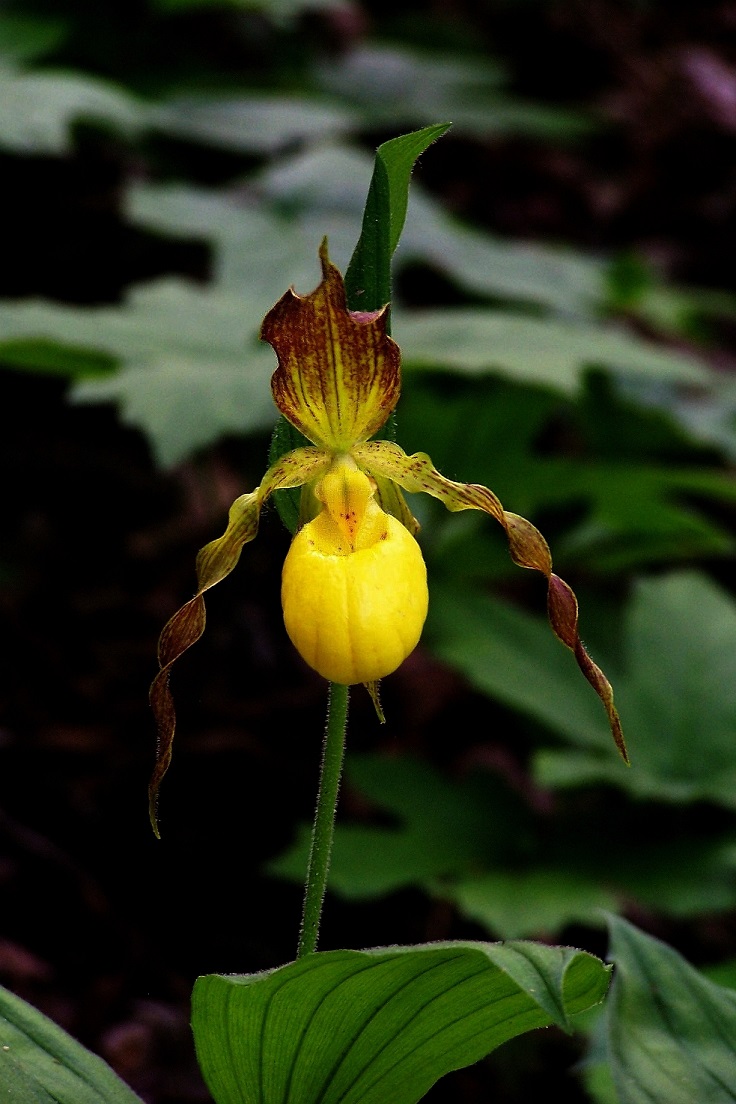 Yellow-and-Purple-Lady-Slippers