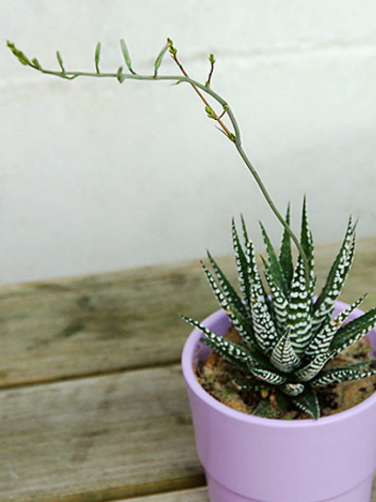 Zebra-haworthia