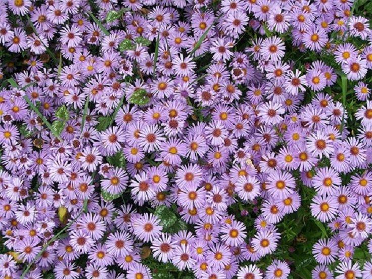 asters